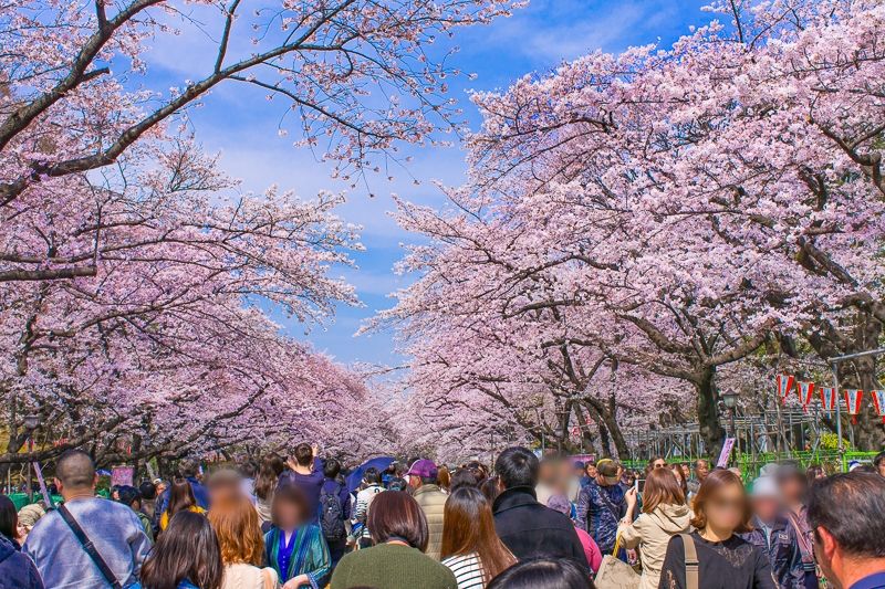 平房赏樱花活动